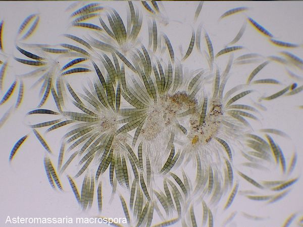  asteromassaria macrospora